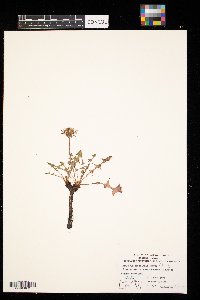 Taraxacum officinale image