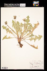 Taraxacum officinale image