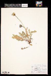 Taraxacum officinale image