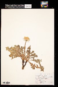 Taraxacum officinale image