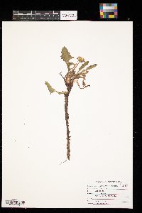 Taraxacum officinale image