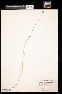 Thelesperma megapotamicum image