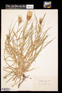 Tragopogon dubius image