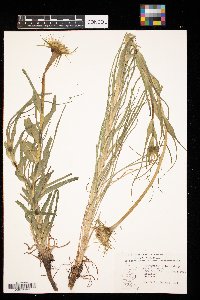 Tragopogon dubius image