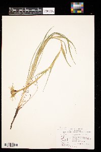 Tragopogon dubius image