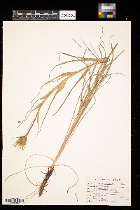 Tragopogon dubius image