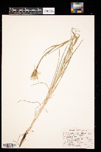 Tragopogon dubius image