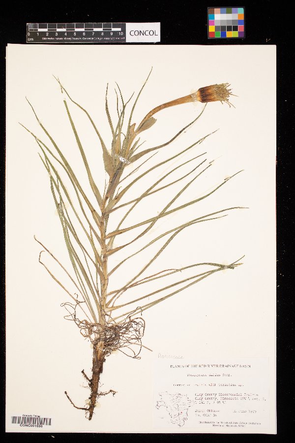 Tragopogon dubius image