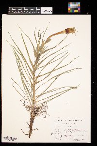 Tragopogon dubius image