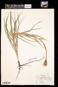 Tragopogon dubius image