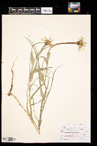 Tragopogon dubius image