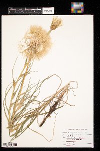 Tragopogon dubius image