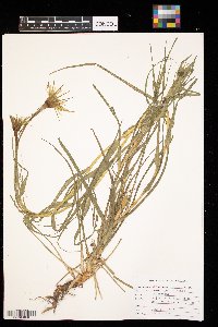 Tragopogon dubius image