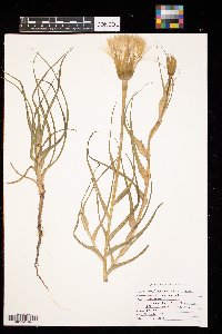 Tragopogon dubius image