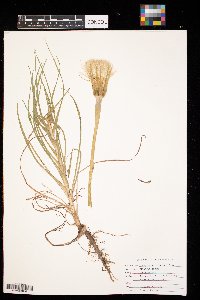 Tragopogon dubius image