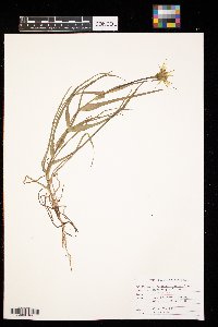 Tragopogon dubius image