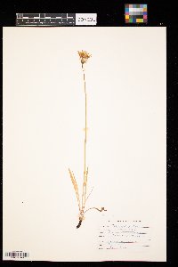 Tragopogon pratensis image