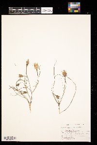 Tragopogon pratensis image