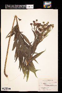 Vernonia baldwinii image