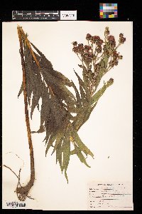 Vernonia baldwinii image