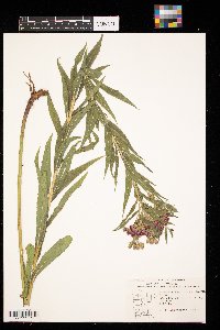 Vernonia fasciculata image