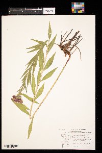 Vernonia fasciculata image