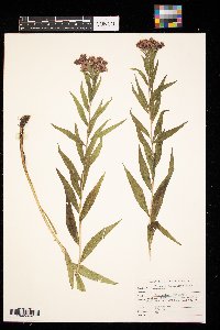 Vernonia fasciculata image