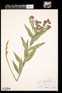 Vernonia fasciculata image