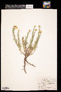 Xanthisma spinulosum image