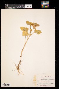 Xanthium strumarium image