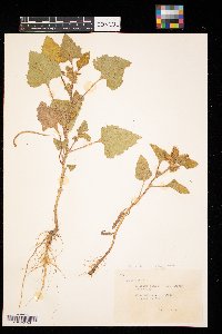 Xanthium strumarium image