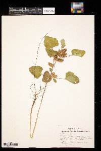 Xanthium strumarium image