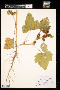 Xanthium strumarium image