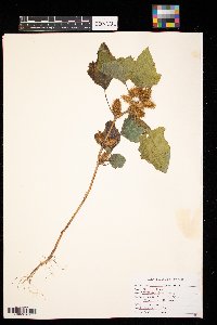 Xanthium strumarium image