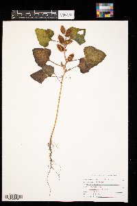 Xanthium strumarium image