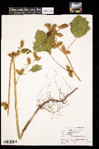 Xanthium strumarium image