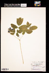 Caulophyllum thalictroides image