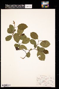 Alnus incana subsp. rugosa image