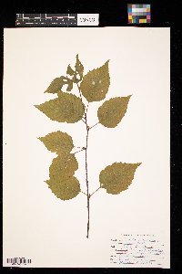 Betula papyrifera image