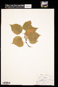 Betula papyrifera image