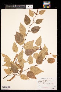 Betula papyrifera image