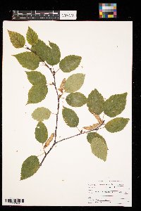 Betula papyrifera image