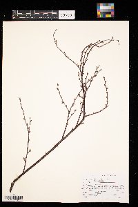 Betula pumila image