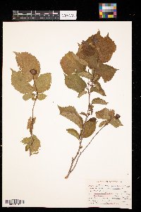 Corylus americana image