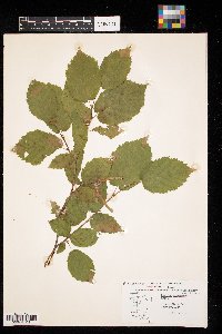 Corylus cornuta image