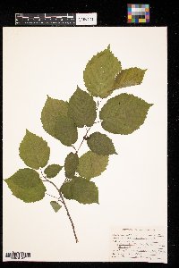 Corylus cornuta image