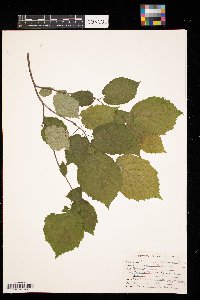 Corylus cornuta image