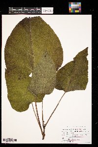 Catalpa speciosa image