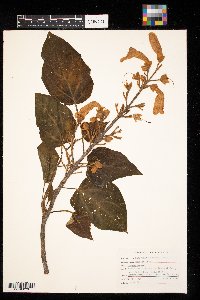 Paulownia tomentosa image