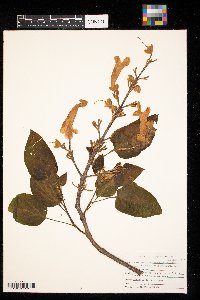 Paulownia tomentosa image